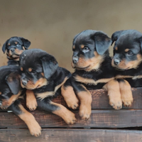 Rottweiler maschi cuccioli