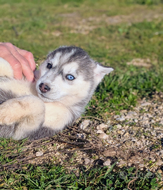 Cuccioli di siberian husky