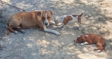 Amstaff Cuccioli rimborso spese