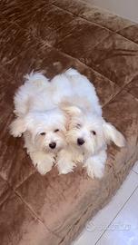 Cucciolo di Maltese