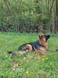 Addestratore Cinofilo