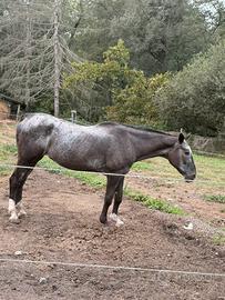 Fattrice appaloosa