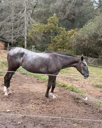 Fattrice appaloosa