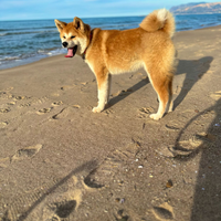 Akita inu con pedigree ENCI