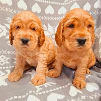 Cuccioli cocker spaniel inglese