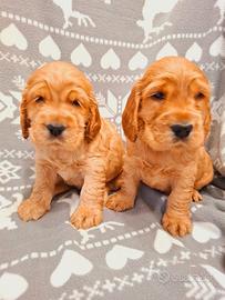 Cuccioli cocker spaniel inglese