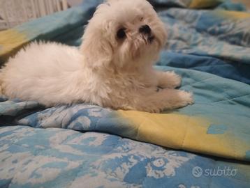 Cuccioli di Maltese