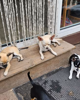 Cuccioli di Chihuahua mini