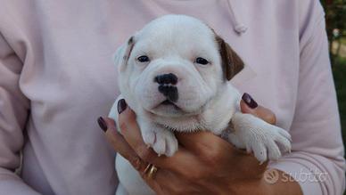 Staffordshire bull terrier