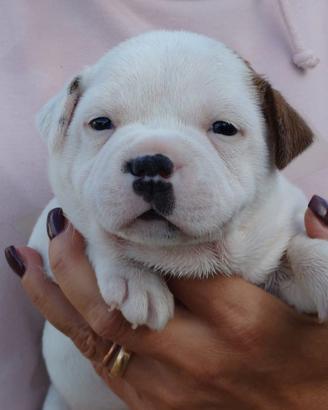 Staffordshire bull terrier