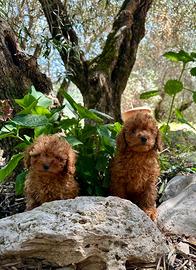 Barboncino rosso Toy cuccioli