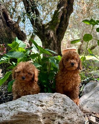 Barboncino rosso Toy cuccioli