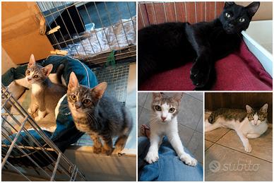 Gattini di 2 mesi in adozione