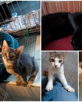 Gattini di 2 mesi in adozione