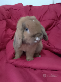 Coniglio Mini Lop Riproduttore