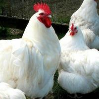 Cocincina nana bianca