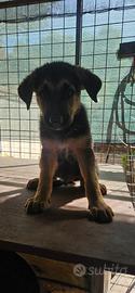 Cucciolo Pastore Tedesco