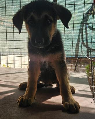 Cucciolo Pastore Tedesco