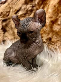 Sphynx ELF MASCHIO BLACK