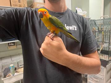Pappagalli parrocchetti allevati a mano