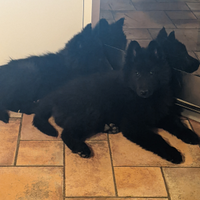 Cuccioli Pastore Belga