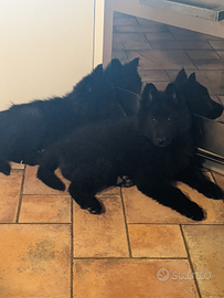 Cuccioli Pastore Belga