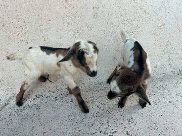 Caprette tibetane