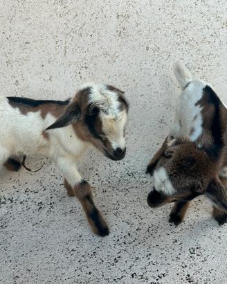 Caprette tibetane