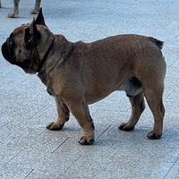 Bulldog francese cucciolone fulvo