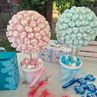 Alberelli x gender reveal