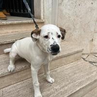 Incrocio pit/dogo argentino