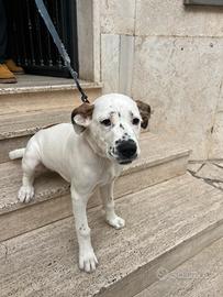 Incrocio pit/dogo argentino