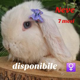 Coniglio minilop