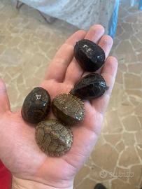 Sternotherus carinatus e odoratus