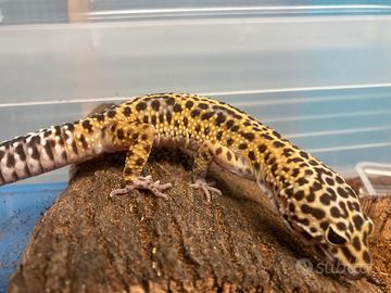 Geco leopardino
