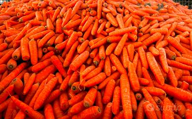 Carote cavalli e animali