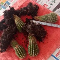 Pianta grassa Echinopsis (ordine minimo 4 euro)