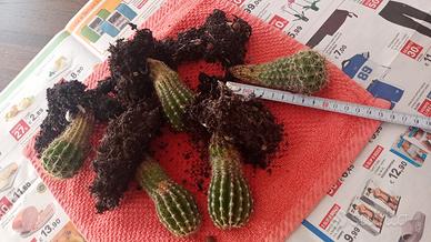 Pianta grassa Echinopsis (ordine minimo 4 euro)