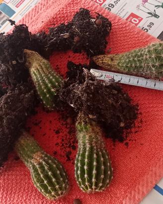 Pianta grassa Echinopsis (ordine minimo 4 euro)