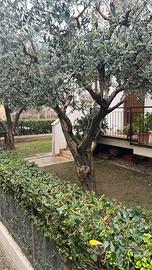 Casa a schiera Poiano