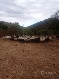 Pecore sarde gregge unico