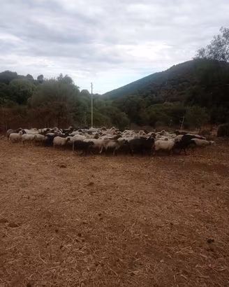 Pecore sarde gregge unico