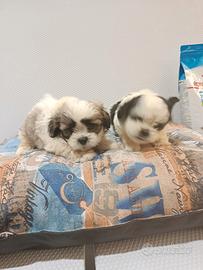 Cuccioli di schizu mini