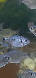 Avannotti di Piranha