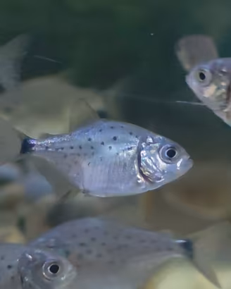 Avannotti di Piranha