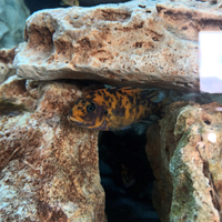 Ciclidi Africani Metriaclima estherae minos ref OB