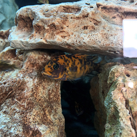 Ciclidi Africani Metriaclima estherae minos ref OB