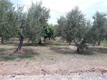 3 terreni