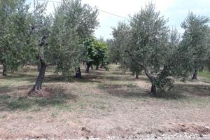 3 terreni
