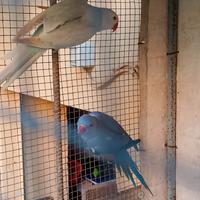 Parrocchetti dal collare